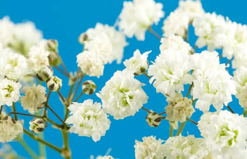 AIR WICK elektryczny urządzenie białe kwiaty - obrazek 3