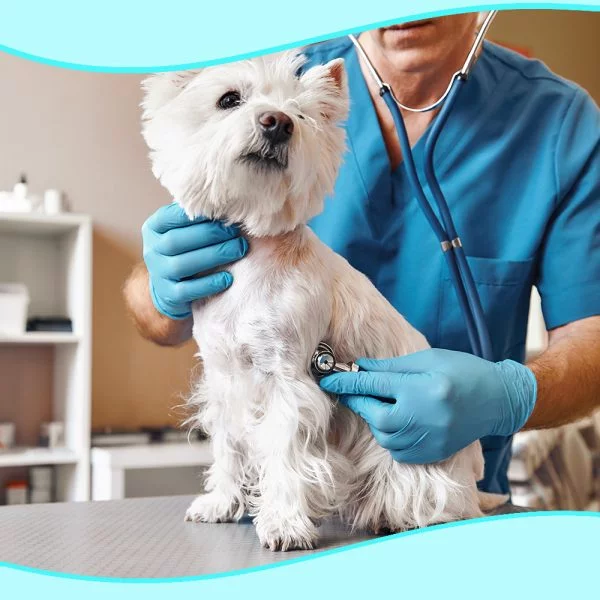 RĘKAWICZKI NITRYLOWE NIEBIESKIE BEZPUDROWE HYGISUN , Rozmiar XL - obrazek 4